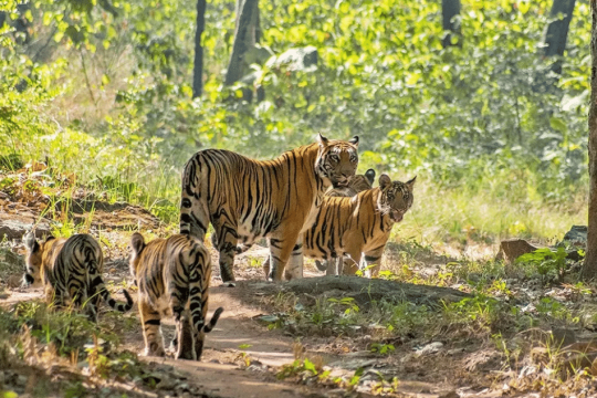 Scapia, Madhya Pradesh Ecotourism Board to launch the first chapter of the leap year initiative at Satpura Tiger Reserve