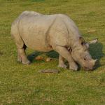 Manas National Park reopens on Oct 2; Assam’s wildlife tourism season to begin