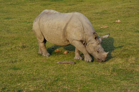 Manas National Park reopens on Oct 2; Assam’s wildlife tourism season to begin