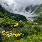 zingbus records 5x surge in bookings for Valley of Flowers, Hemkund Sahib corridor