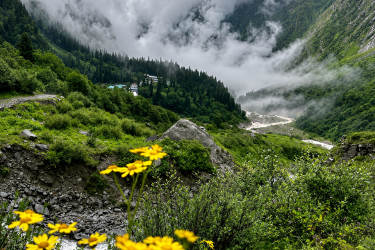 zingbus records 5x surge in bookings for Valley of Flowers, Hemkund Sahib corridor