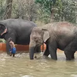 Tamil Nadu plans opening Chadivayal Elephant Camp to boost eco-tourism