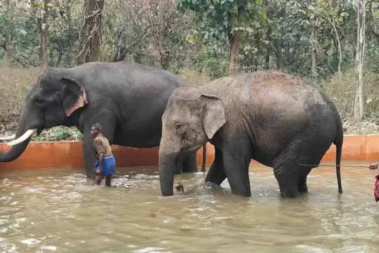 Tamil Nadu plans opening Chadivayal Elephant Camp to boost eco-tourism