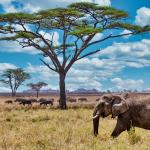 TAT & Emirates host milt-cities roadshow in South Africa