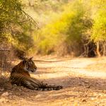 Ranthambore sees record advance safari bookings for upcoming tourist season; 14,000 foreign tourists registered