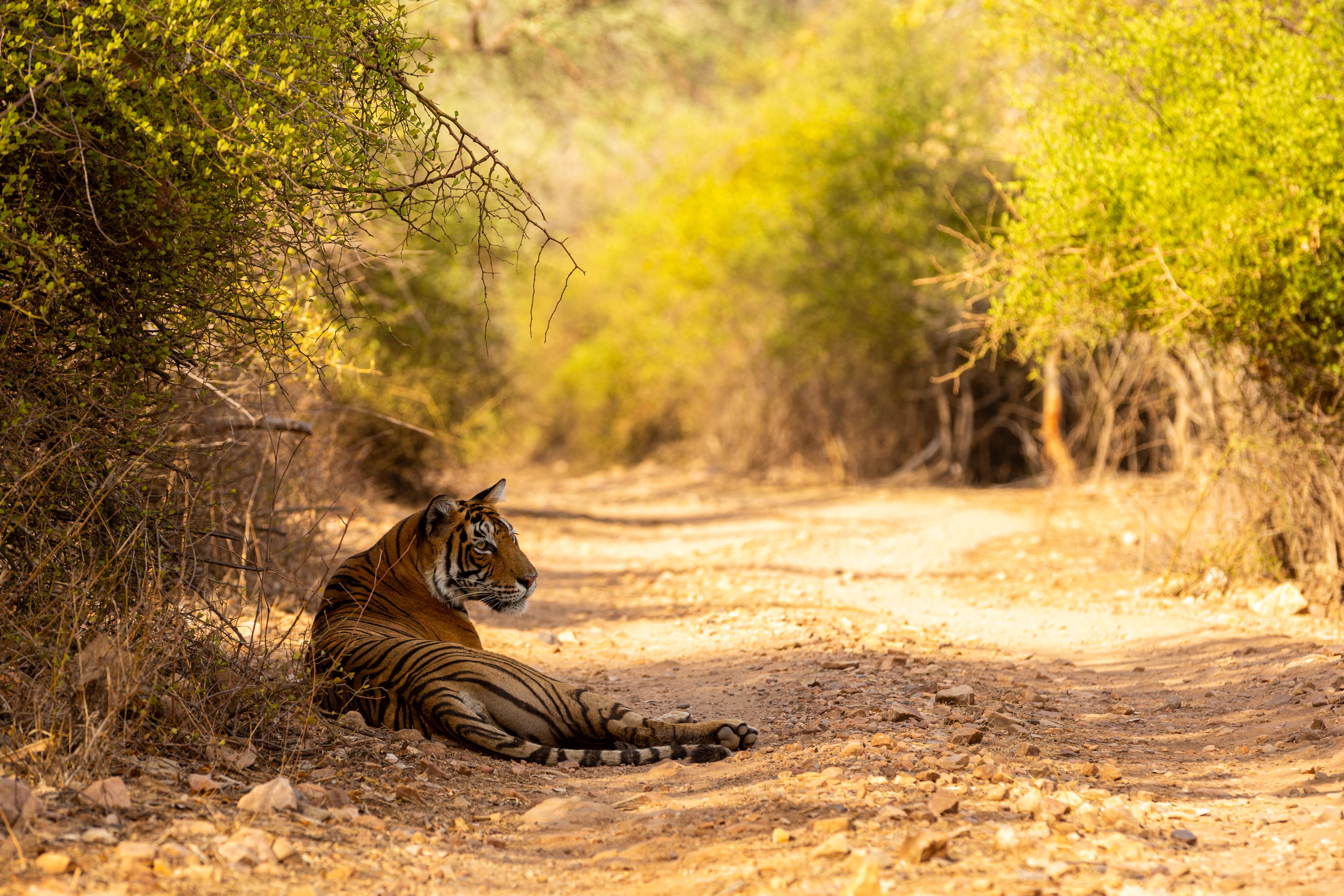 Ranthambore sees record advance safari bookings for upcoming tourist season; 14,000 foreign tourists registered