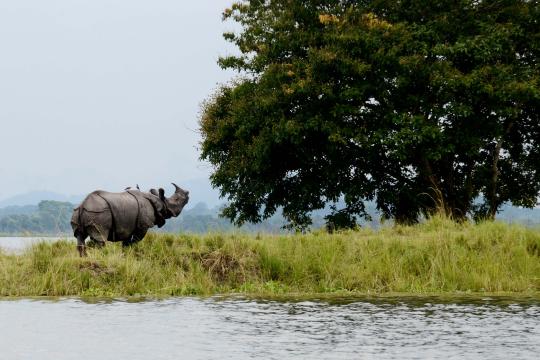 Kaziranga to suspend tourist entry from May 29