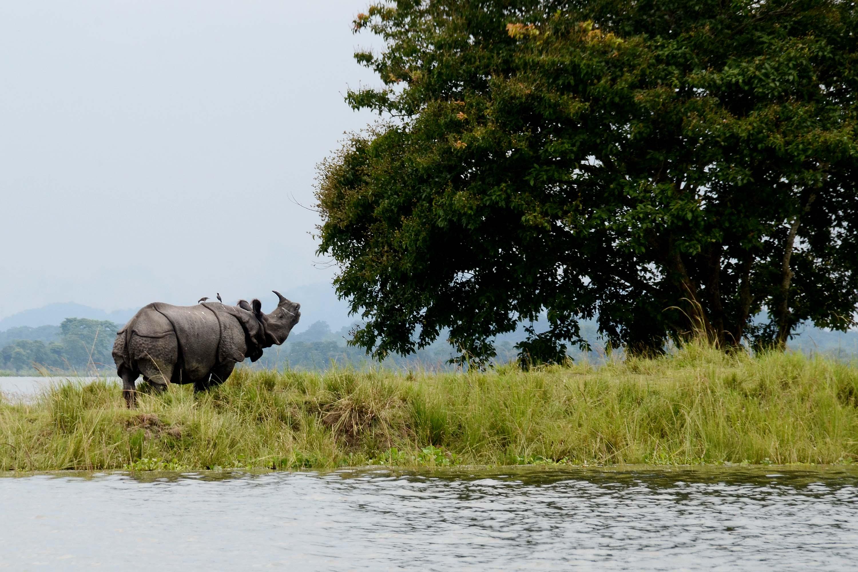 Kaziranga to suspend tourist entry from May 29