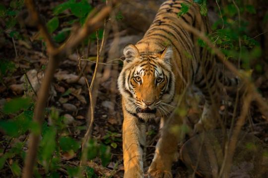 Tadoba Tiger Reserve to close core tourism zones from June 30 for 3 months