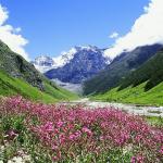 Uttarakhand’s Valley of Flowers reopens to visitors