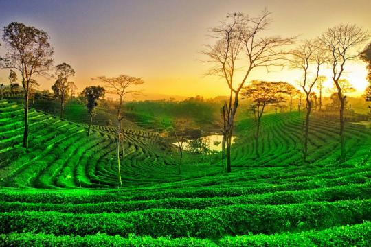 Assam betting big on 'Tea Tourism' as Amchong Estate open's India’s first experience hub