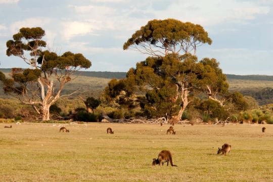 Australia & Beyond Holidays eyes Indian FIT
