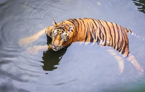 World Animal Protection Urges Tourists to Avoid Visiting Venues Offering Tiger Shows