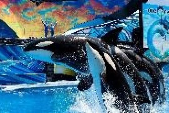 Seaworld announces 50th celebrations