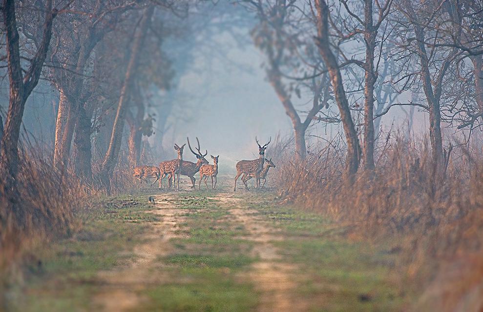 Dudhwa Mahotsav will become a milestone in boosting tourism: Jaiveer Singh