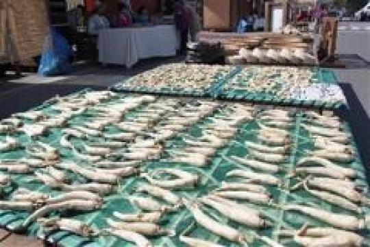 Ginseng Festival to be held from Sept 6